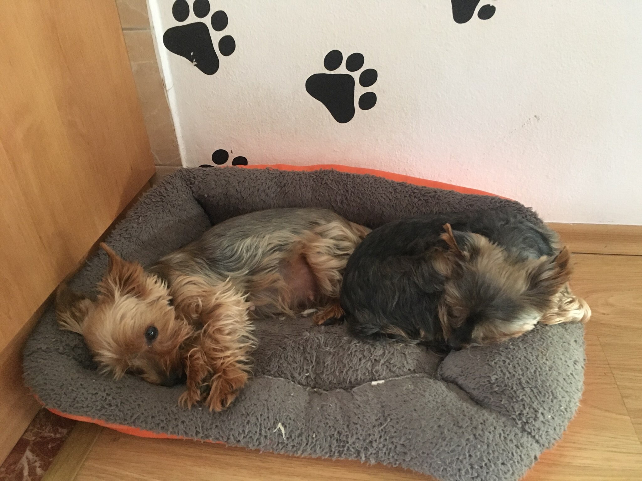 Brixie a Anggie odpočívají společně v pelíšku