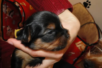 Brixie - vrh A Angie