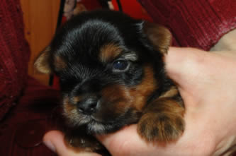 Brixie - vrh A Ashley