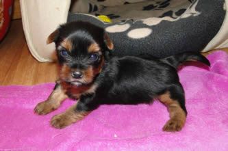 Brixie - vrh A Angie