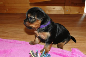 Brixie - vrh A Ashley