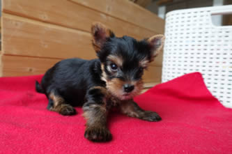 Brixie - vrh A Angie