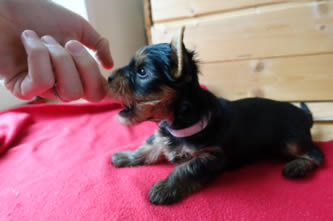 Brixie - vrh A Angie