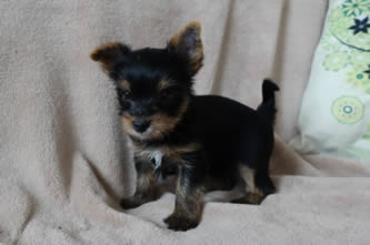 Brixie - vrh A Ashley