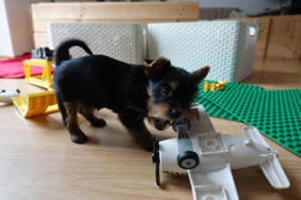 Brixie - vrh A Ashley