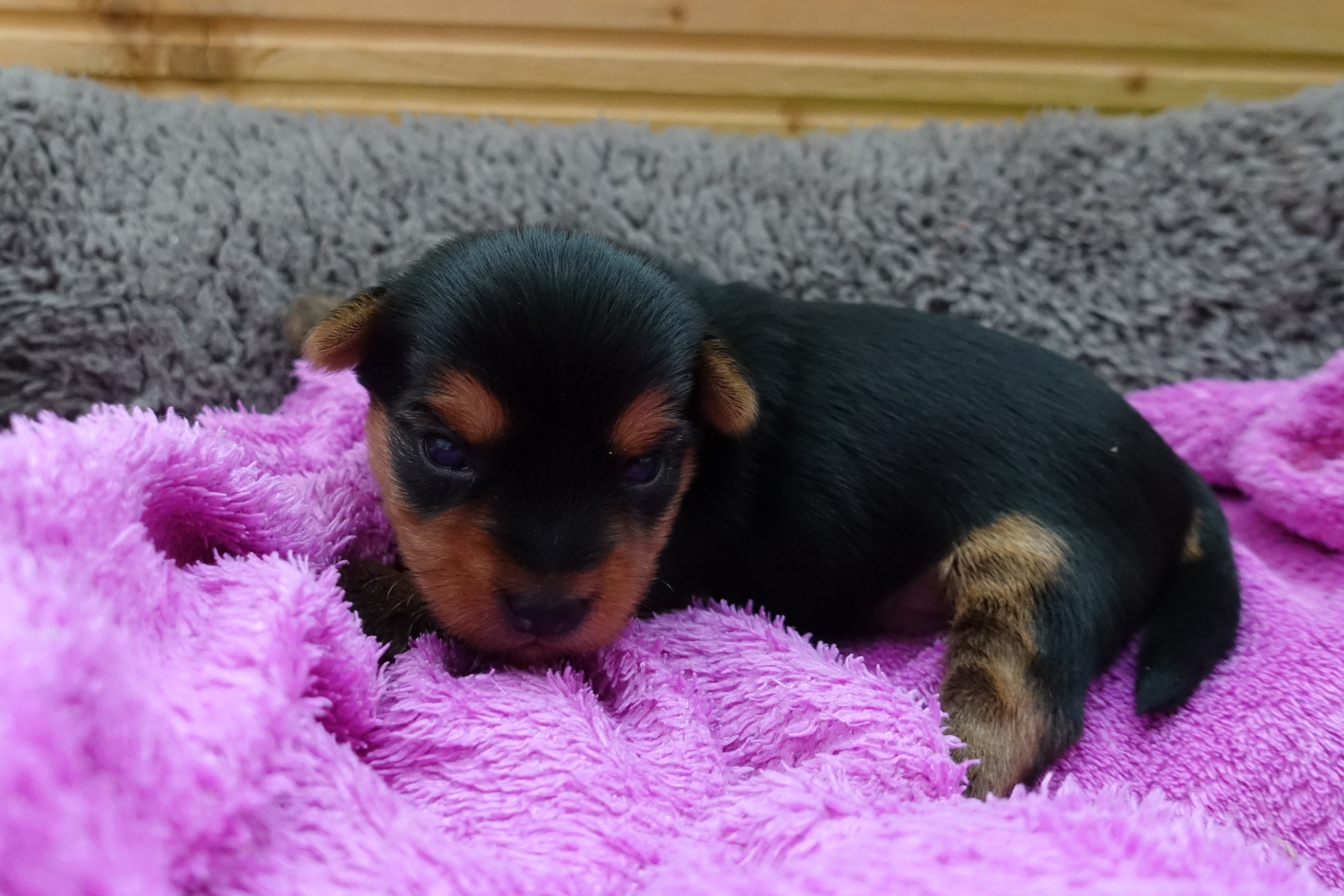 Brixie - vrh A Ashley