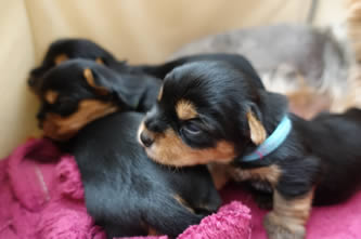 Brixie - vrh A Angie