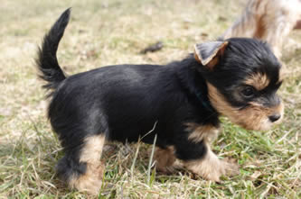 Brixie - vrh A Angie