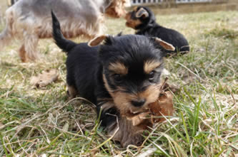 Brixie - vrh A Ashley